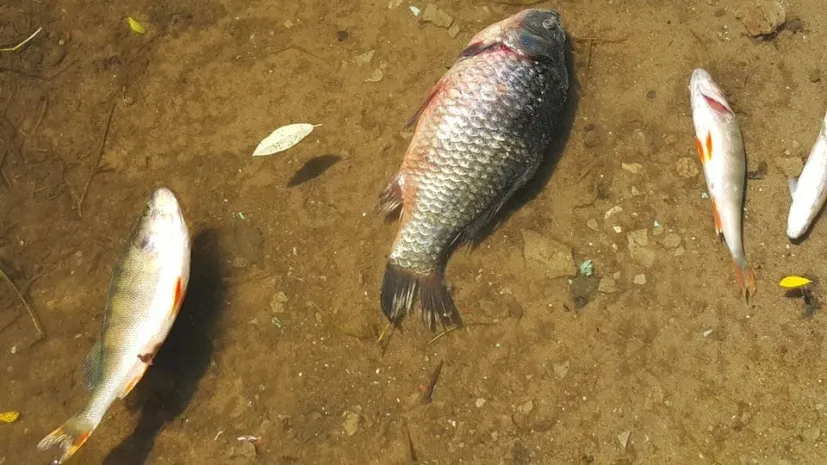 В Омске обеспокоены гибелью рыбы и странным окрасом воды в Иртыше