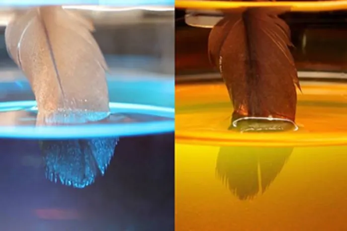 Ученые разгадали секрет водостойкости птичьих перьев