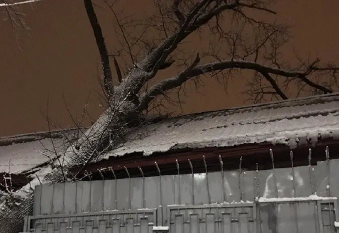Дерево упало на здание психиатрической больницы в Алматы