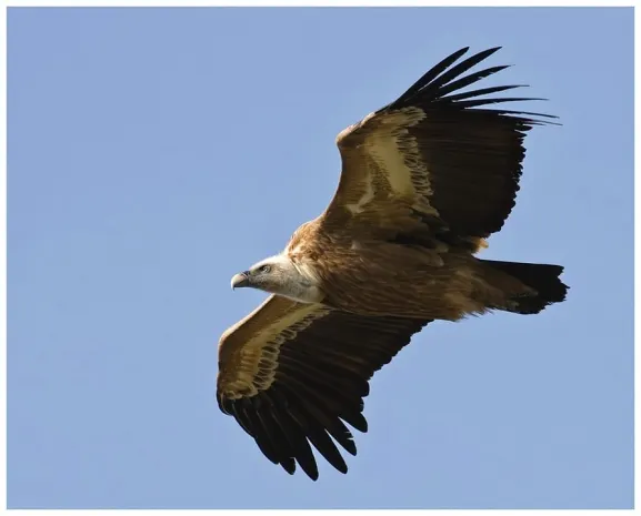 Израильский «гриф-шпион» вернулся домой