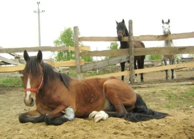 В Карагандинской области от опасной болезни гибнут лошади