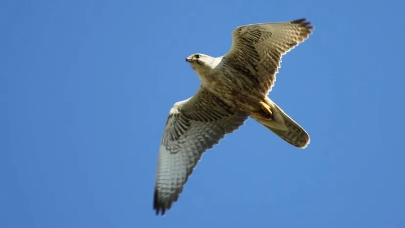 14 контрабандных балобанов изъяты в аэропорту Алматы