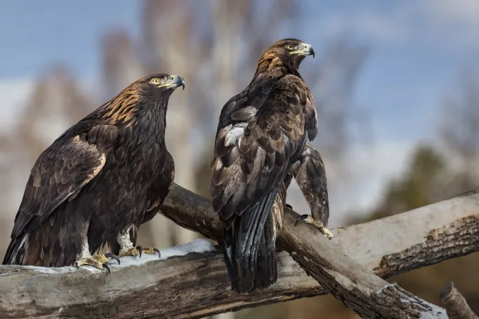 Четырех молодых беркутов выпустят на волю в Алматы