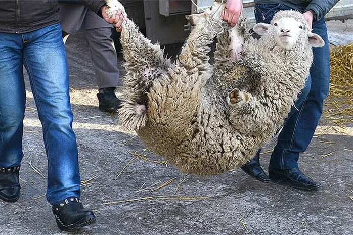 Свидетели несанкционированного жертвоприношения могут обращаться в полицию