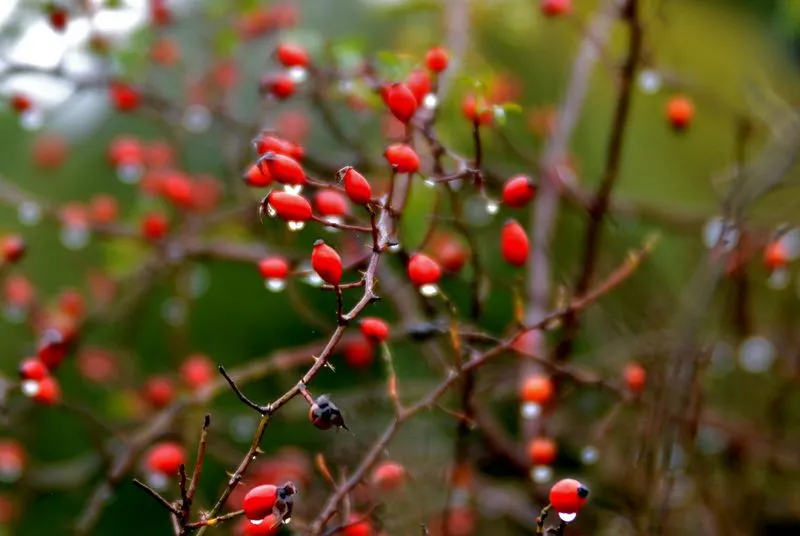 Кратковременные дожди пройдут на западе и юге Казахстана