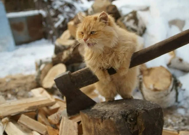 Найди кота: новый повод для споров сети