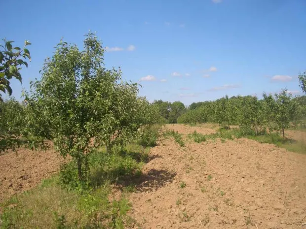 Казахстанские сады поражает бактериальный ожог