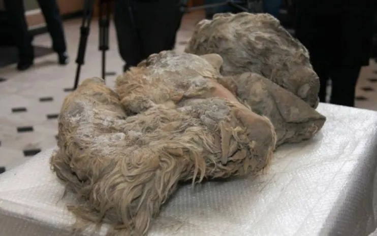 Замороженный детеныш шерстистого носорога найден в Якутии