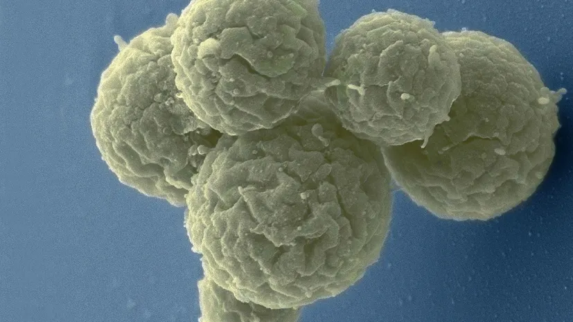 Созданы искусственные клетки для лечения рака