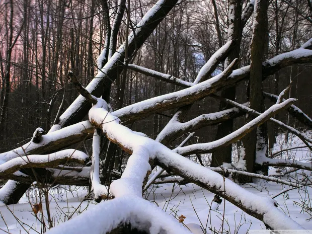 Нарушения в работе лесного хозяйства выявили в Костанайской области