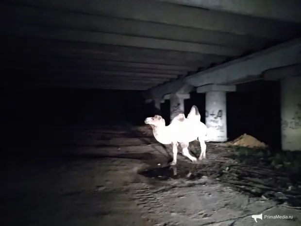 Четыре человека пострадали в результате столкновения с верблюдом в Мангистау