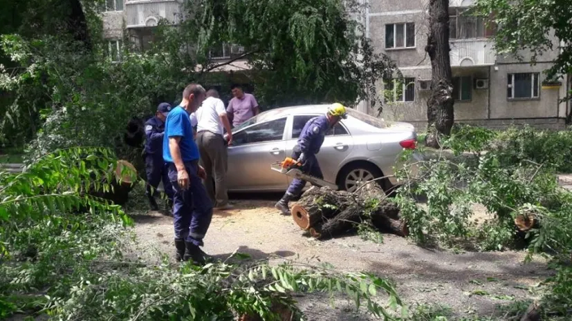 В Алматы дерево упало на автомобиль