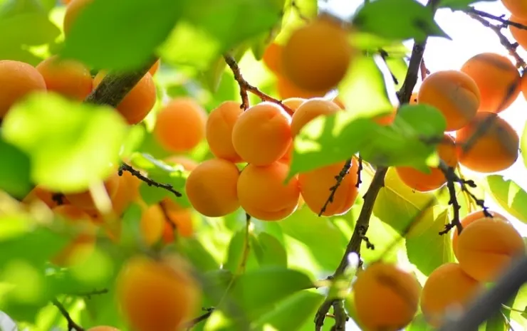 Таджики отметили День абрикоса