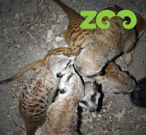 В Алматинский зоопарк привезли сурикатов (ФОТО)