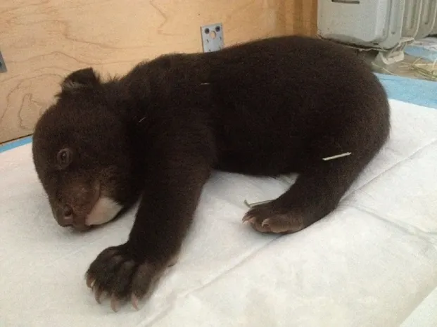 Гималайского медвежонка освободили от «спасителей» в Приморье