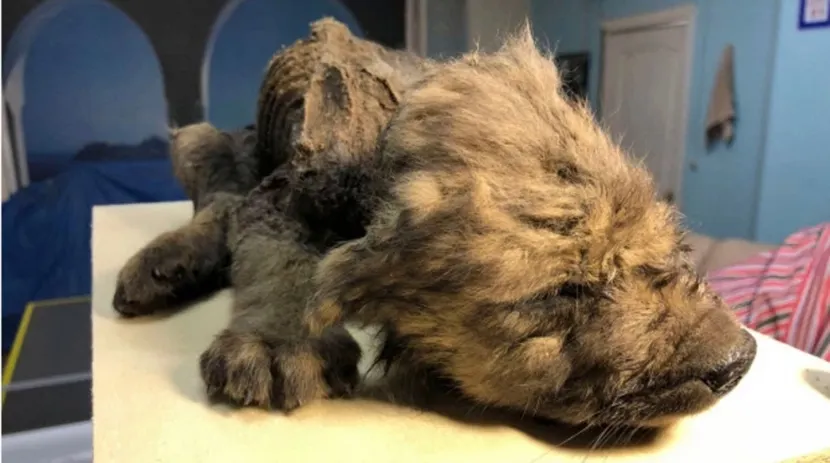 Самую древнюю собаку в мире нашли в Сибири