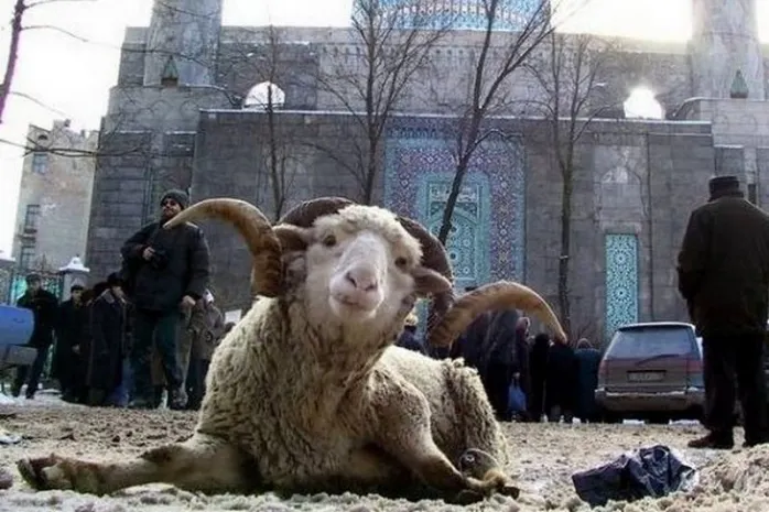 В Астане определены места забоя животных на Курбан-айт
