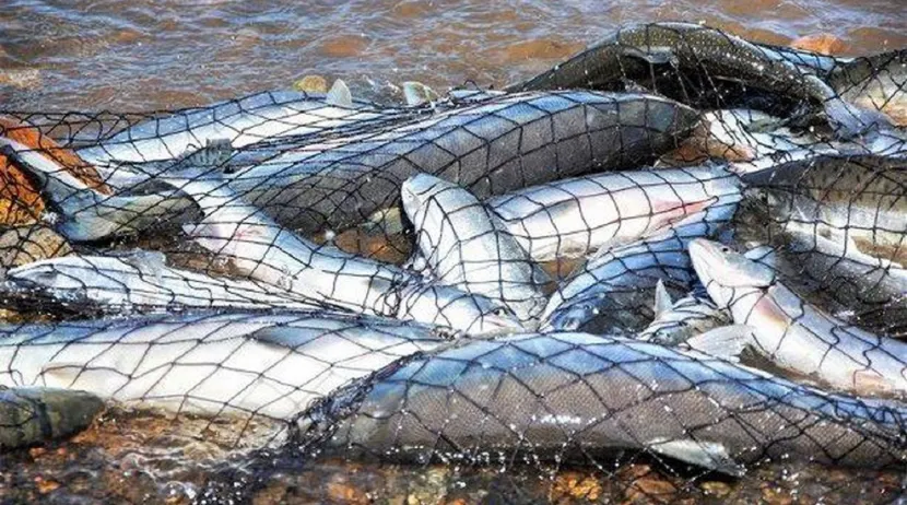 За варварскую добычу рыбы задержан браконьер в Алматинской области