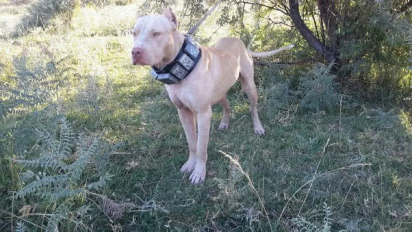 Пользователи соцсетей требуют наказания живодера из Тараза