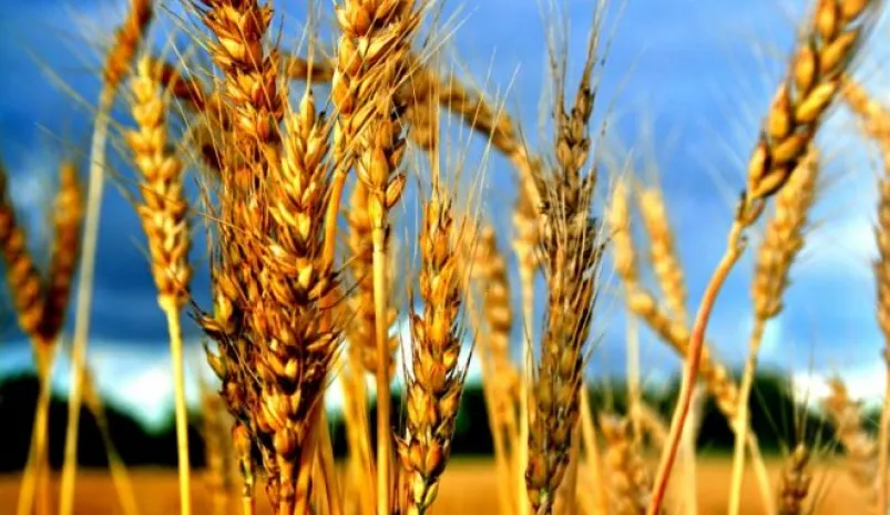 Казахстанцы не нуждаются в привозных крупах и рисе