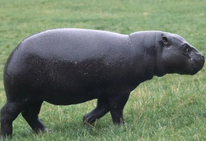 В Калининградском зоопарке затоптали бегемота