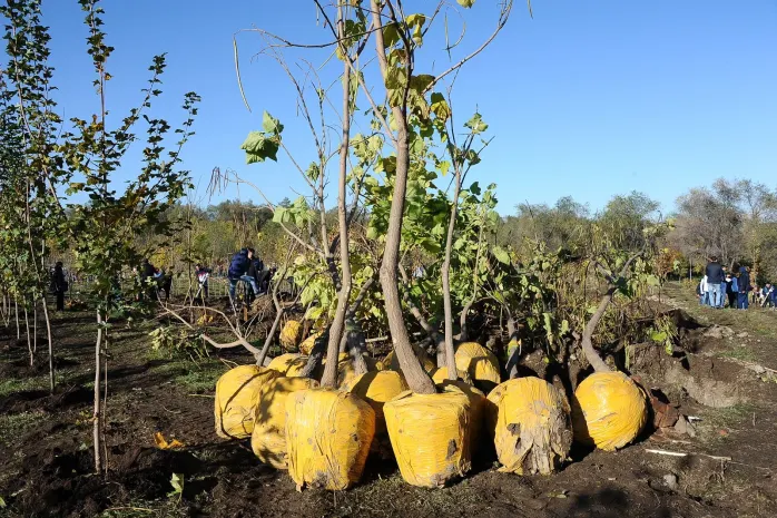 460 высаженных саженцев уничтожили вандалы в Алматы