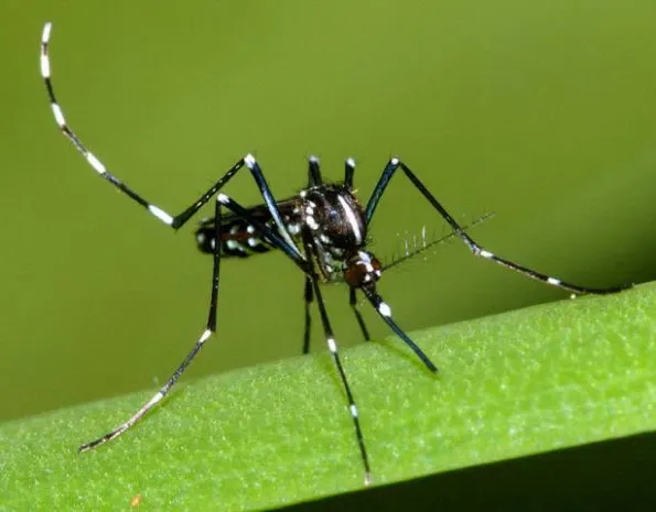 Малярийные паразиты распространились в Азии