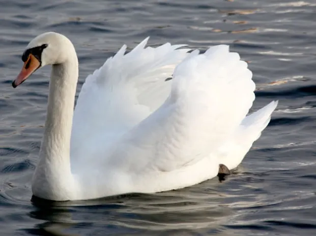 На Каспий прилетели лебеди