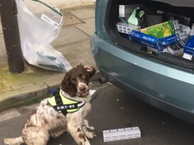 Контрабандисты назначили награду за голову спаниеля