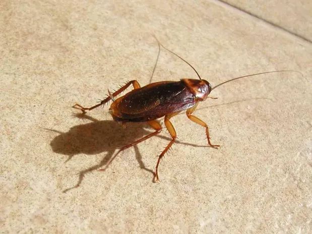 Тараканов в плове обнаружили пациенты детской больницы Мангистау