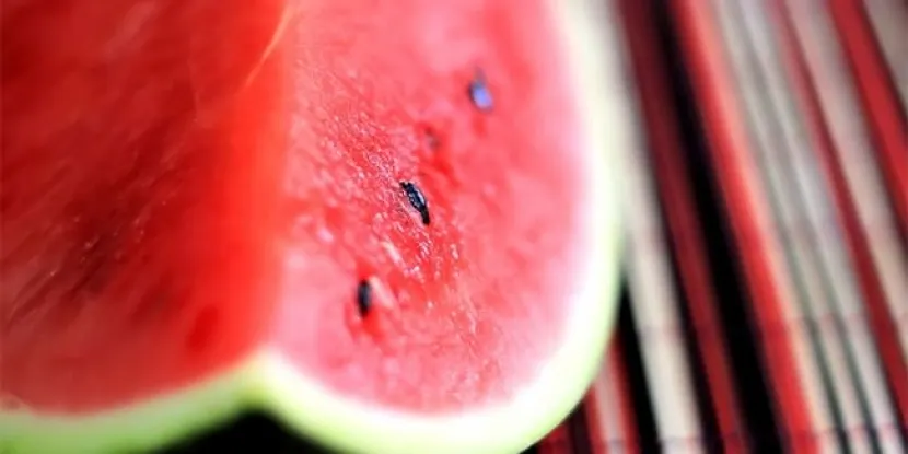 Врачи рассказали, почему летом обязательно нужно есть арбузы