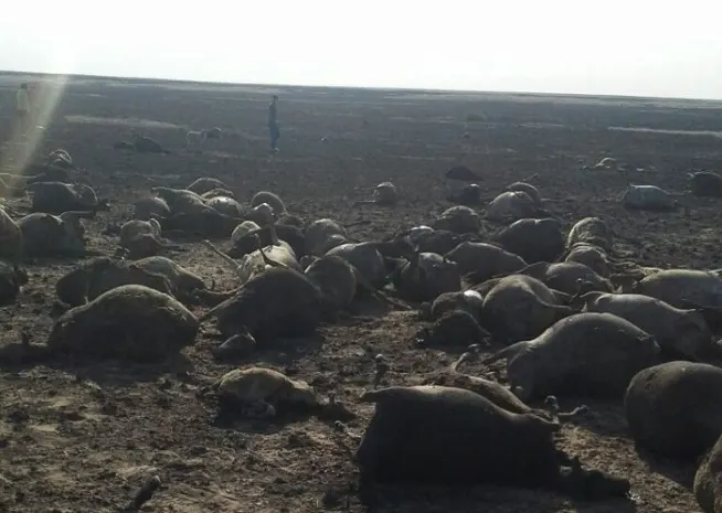 1500 овец сгорели в Костанайской области