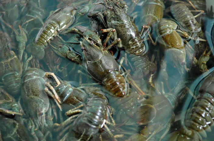 Ограничение на вылов раков ввели на Каспии