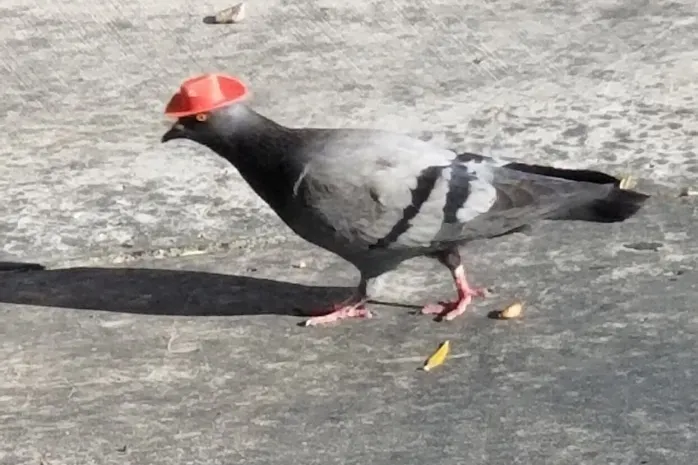 Кто-то надевает ковбойские шляпы на голубей в Лас-Вегасе