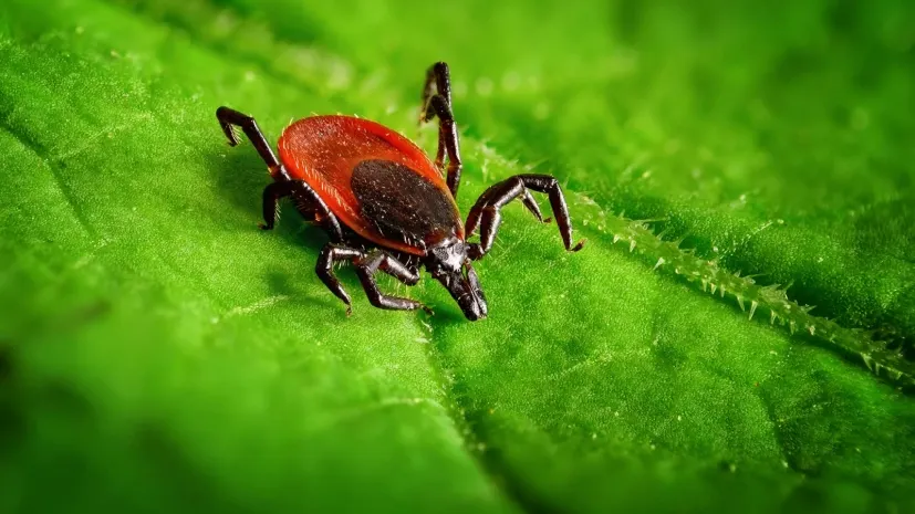 Более 200 человек пострадали от укусов клещей в ВКО