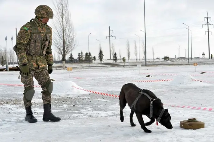 Казахстанских четвероногих саперов сегодня выпустили «в поле»