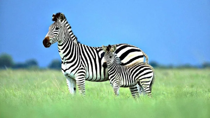 Исследование помогло понять, для чего зебрам полоски