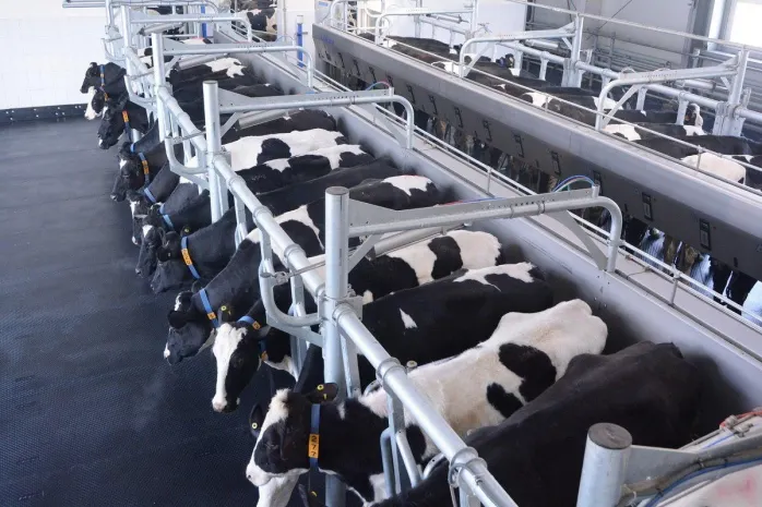 Экспорт живого скота за границу запретили в Казахстане