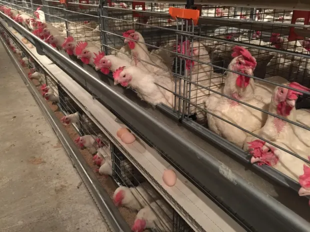 Рабочие предприятия Максима Божко заявили о нарушении прав