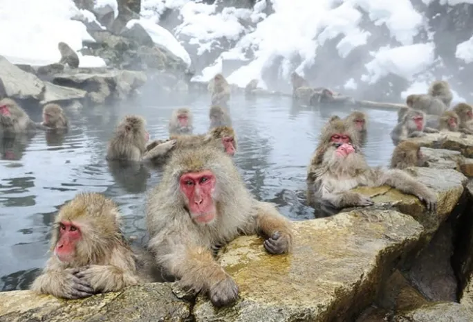 Социальный статус определяется размерами отделов головного мозга