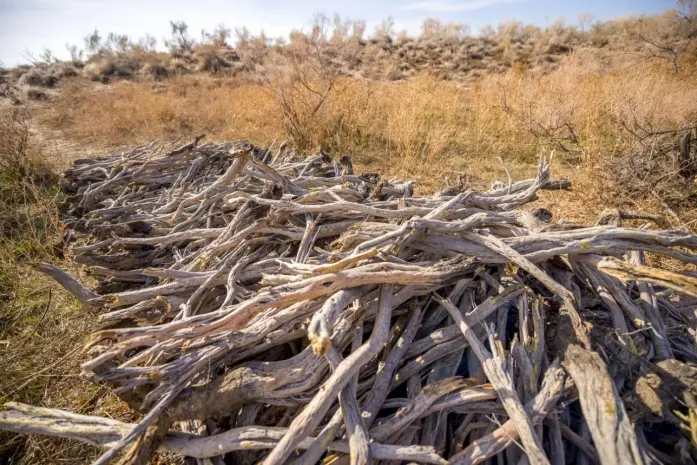 Мораторий на вырубку саксаула продлен в Казахстане