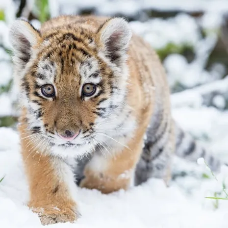 Россиянин хранил мертвого тигренка в холодильнике