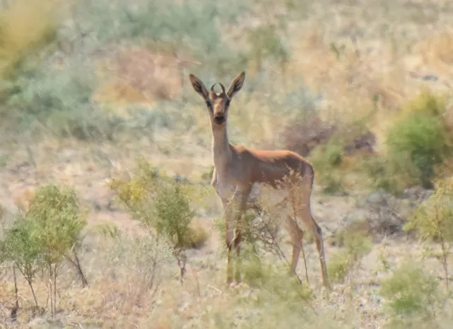 Редчайший джейран-альбинос попал на камеру в Чарынском заповеднике