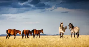 ЮНЕСКО будет развивать экотуризм в Казахстане