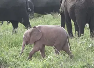 Розовый слоненок в ЮАР попал на видео