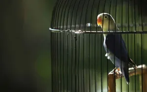 Попугай «сдал» полиции своего пьяного хозяина