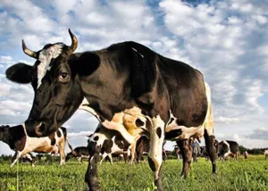 В Восточном Казахстане уничтожено 1300 голов КРС, больных ящуром