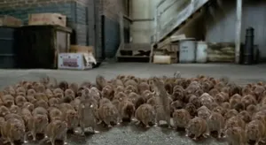 В Алматы начинается борьба с грызунами