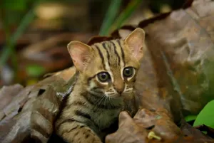Опубликовано видео самой маленькой кошки в мире
