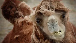 Шведский путешественник пересечет Казахстан верхом на верблюде